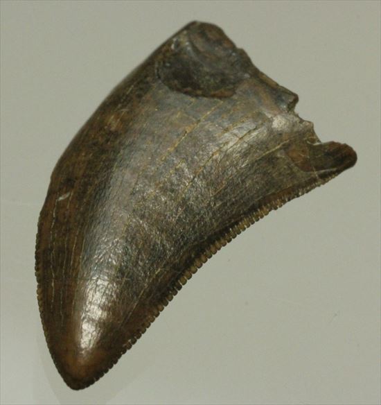 白亜紀の俊足なハンター、ドロマエオサウルスの歯(Dromaeaosaur tooth)（その8）