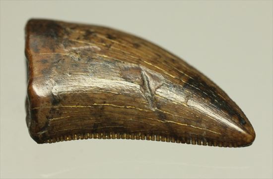 ドロマエオサウルスの歯(Dromaeaosaur tooth)　セレーション・エナメルともに保存状態よし！（その1）