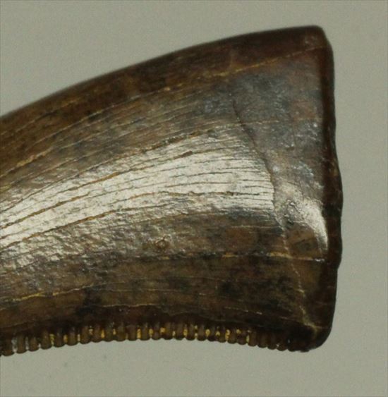 ドロマエオサウルスの歯(Dromaeaosaur tooth)　セレーション・エナメルともに保存状態よし！（その4）