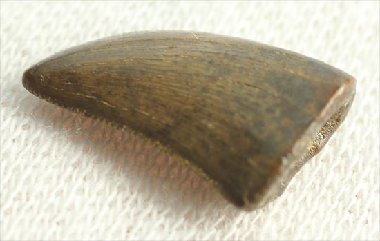 ドロマエオサウルスの歯(Dromaeaosaur tooth)　セレーション・エナメルともに保存状態よし！（その6）