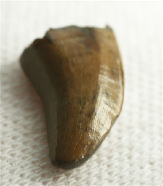 チャンスプライス！俊足ハンターこと、ドロマエオサウルスの歯(Dromaeaosaur tooth)（その1）