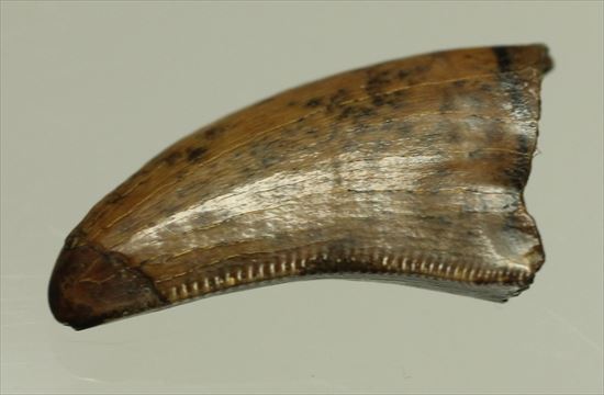 チャンスプライス！俊足ハンターこと、ドロマエオサウルスの歯(Dromaeaosaur tooth)（その2）