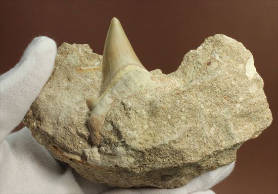 絶滅した巨大ザメ！オトダスの美しく大きな歯化石(Otodus obliqqus)（その4）
