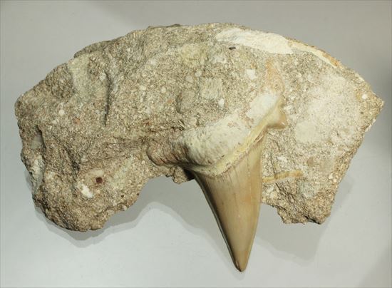 絶滅した巨大ザメ！オトダスの美しく大きな歯化石(Otodus obliqqus)（その5）
