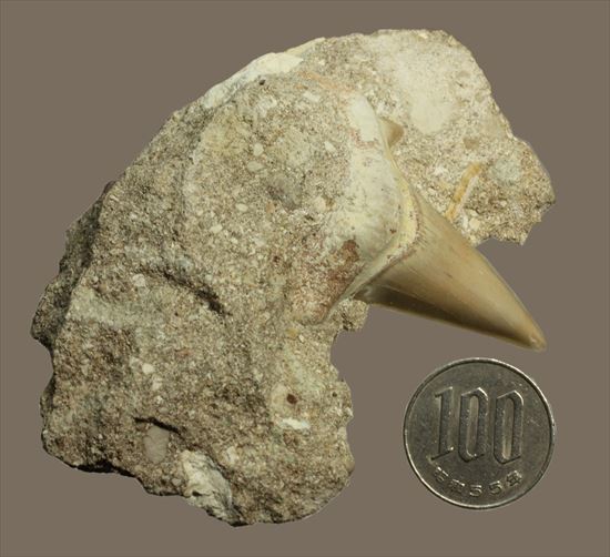絶滅した巨大ザメ！オトダスの美しく大きな歯化石(Otodus obliqqus)（その7）