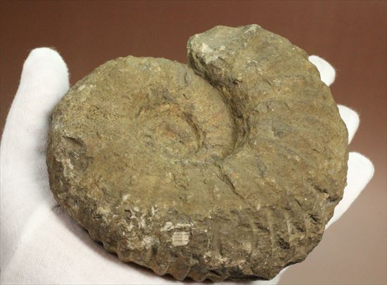 ボリュームのあるアンモナイト化石（その10）
