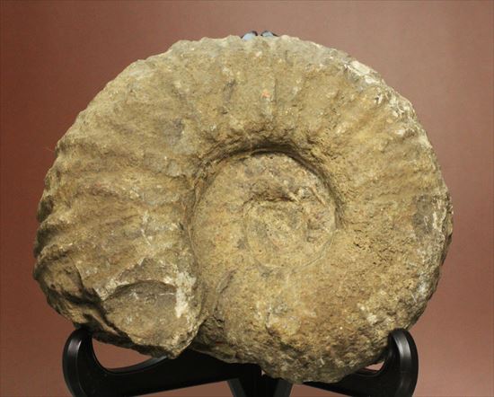 ボリュームのあるアンモナイト化石（その2）