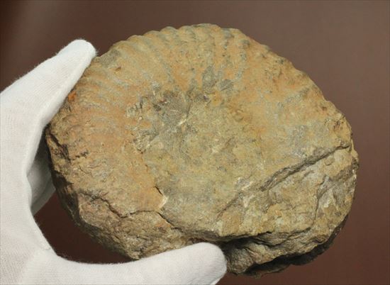 ボリュームのあるアンモナイト化石（その5）