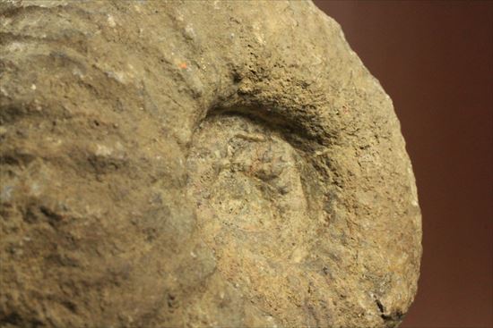 ボリュームのあるアンモナイト化石（その8）