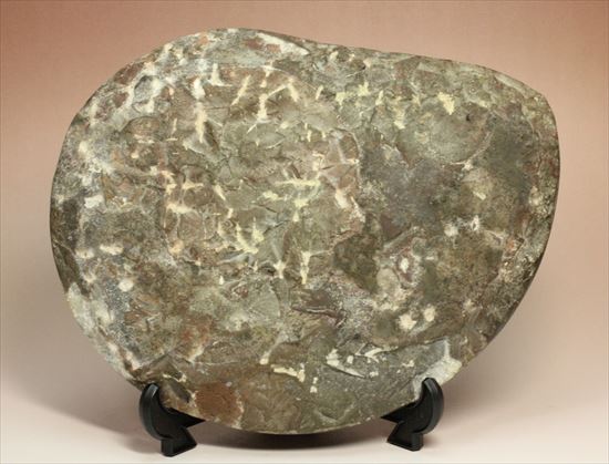 1.5kgオーバのデッカい！ゴニアタイトアンモナイト(goniatite)（その10）