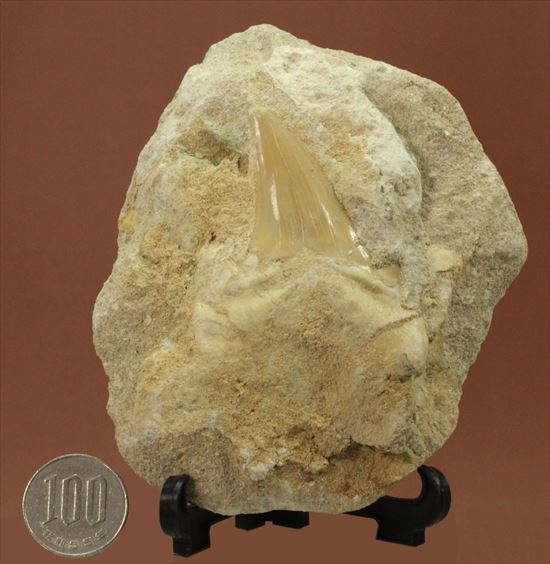 恐竜没後の時代に生きたサメの歯化石、オトダス(Otodus obliqqus)（その10）