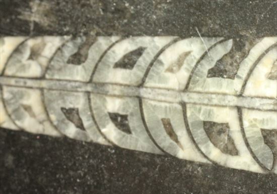 直角石（オルソセラス）のカルテット（4標本が同時に見られるプレート標本）（その1）