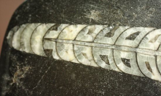 直角石（オルソセラス）のカルテット（4標本が同時に見られるプレート標本）（その3）