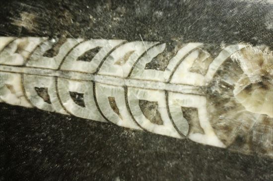 直角石（オルソセラス）のカルテット（4標本が同時に見られるプレート標本）（その4）
