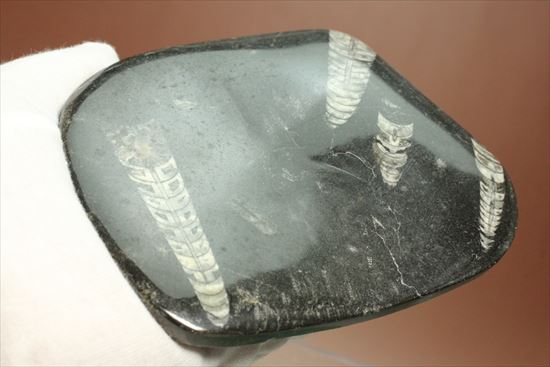 直角石（オルソセラス）のカルテット（4標本が同時に見られるプレート標本）（その8）