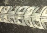 直角石（オルソセラス）のカルテット（4標本が同時に見られるプレート標本）