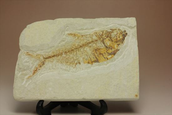 約5000万年前の魚化石ワイオミング州ディプロミスタス(Diplomyasus)（その1）