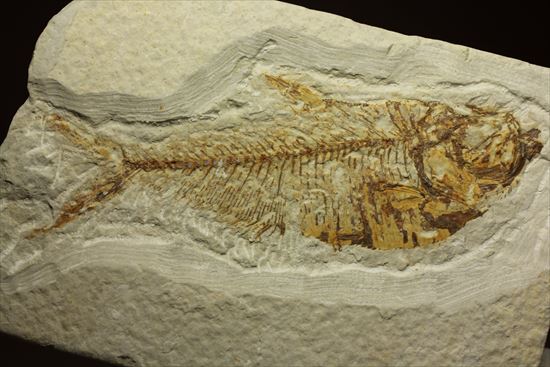 約5000万年前の魚化石ワイオミング州ディプロミスタス(Diplomyasus)（その2）