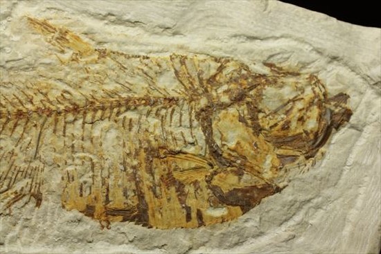 約5000万年前の魚化石ワイオミング州ディプロミスタス(Diplomyasus)（その3）