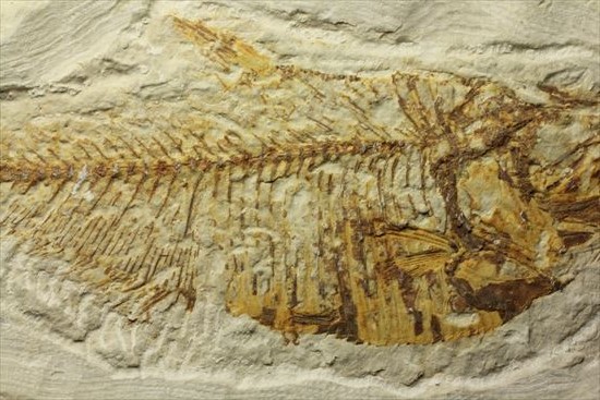 約5000万年前の魚化石ワイオミング州ディプロミスタス(Diplomyasus)（その4）