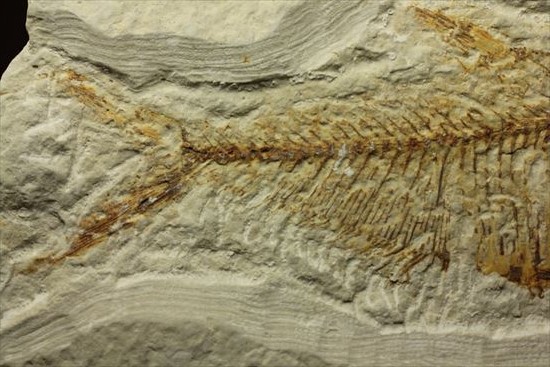 約5000万年前の魚化石ワイオミング州ディプロミスタス(Diplomyasus)（その5）