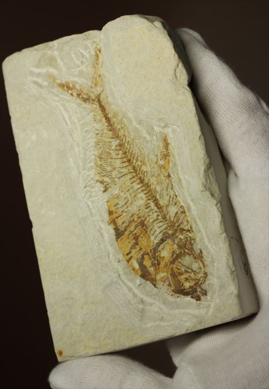 約5000万年前の魚化石ワイオミング州ディプロミスタス(Diplomyasus)（その6）
