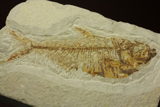 約5000万年前の魚化石ワイオミング州ディプロミスタス(Diplomyasus)（その7）