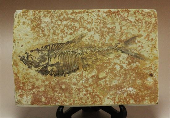 約5000万年前の魚化石ワイオミング州ディプロミスタス(Diplomystus)（その1）