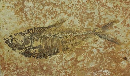 約5000万年前の魚化石ワイオミング州ディプロミスタス(Diplomystus)（その2）