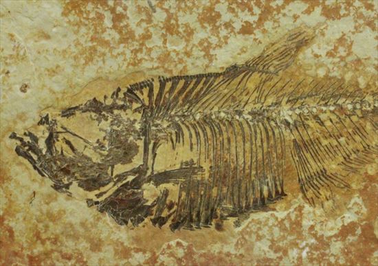 約5000万年前の魚化石ワイオミング州ディプロミスタス(Diplomystus)（その3）