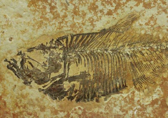約5000万年前の魚化石ワイオミング州ディプロミスタス(Diplomystus)(その3)