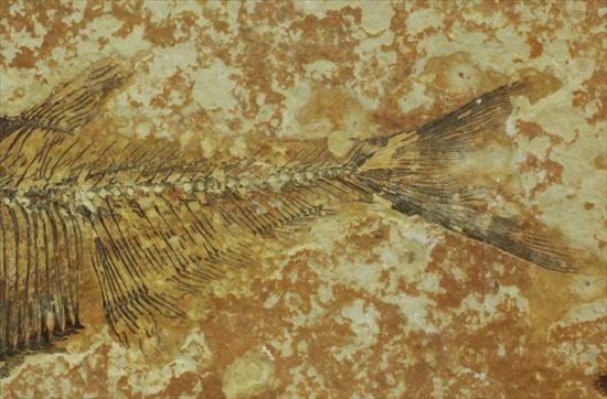 約5000万年前の魚化石ワイオミング州ディプロミスタス(Diplomystus)（その4）