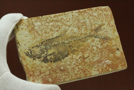 約5000万年前の魚化石ワイオミング州ディプロミスタス(Diplomystus)（その5）