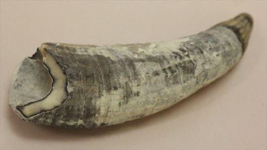 珍しい古代のマッコウクジラの歯の化石(Physeteridae Sperm Whale)（その1）
