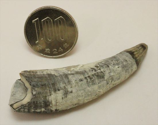 珍しい古代のマッコウクジラの歯の化石(Physeteridae Sperm Whale)（その11）