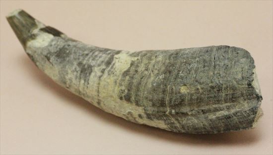 珍しい古代のマッコウクジラの歯の化石(Physeteridae Sperm Whale)（その2）