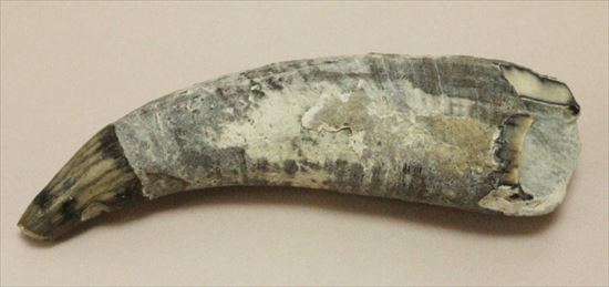 珍しい古代のマッコウクジラの歯の化石(Physeteridae Sperm Whale)（その3）