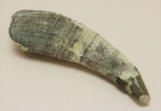 珍しい古代のマッコウクジラの歯の化石(Physeteridae Sperm Whale)（その4）