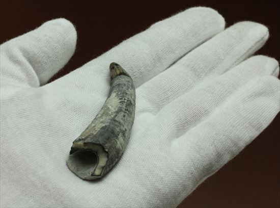 珍しい古代のマッコウクジラの歯の化石(Physeteridae Sperm Whale)（その6）