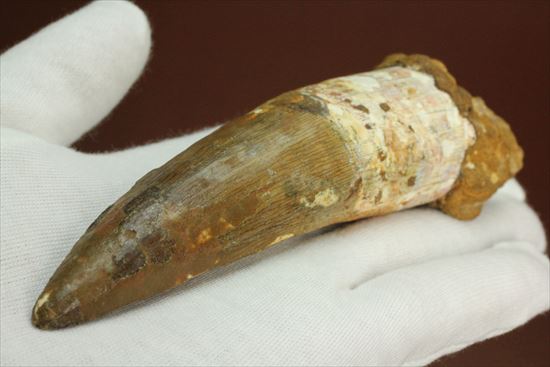 極上!大きい124mmの美しいスピノサウルス歯(高級ケース、ネームカード付)(その1)