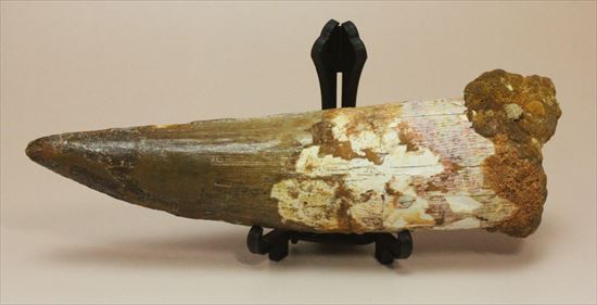 極上!大きい124mmの美しいスピノサウルス歯(高級ケース、ネームカード付)(その10)