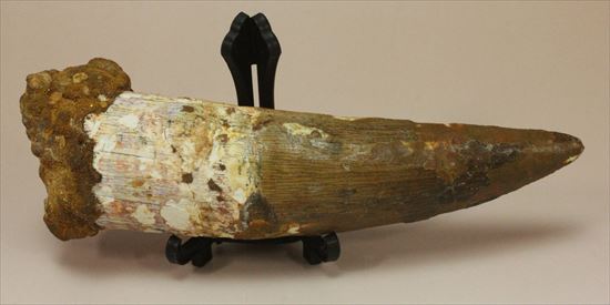 極上!大きい124mmの美しいスピノサウルス歯(高級ケース、ネームカード付)(その11)