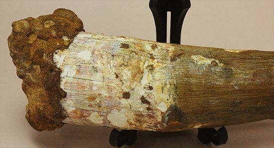 極上!大きい124mmの美しいスピノサウルス歯(高級ケース、ネームカード付)(その12)