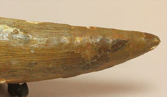 極上!大きい124mmの美しいスピノサウルス歯(高級ケース、ネームカード付)(その13)