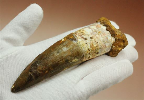 極上!大きい124mmの美しいスピノサウルス歯(高級ケース、ネームカード付)(その15)