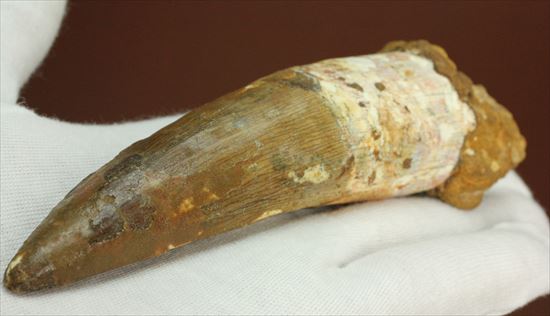 極上!大きい124mmの美しいスピノサウルス歯(高級ケース、ネームカード付)(その16)