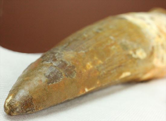 極上!大きい124mmの美しいスピノサウルス歯(高級ケース、ネームカード付)(その2)