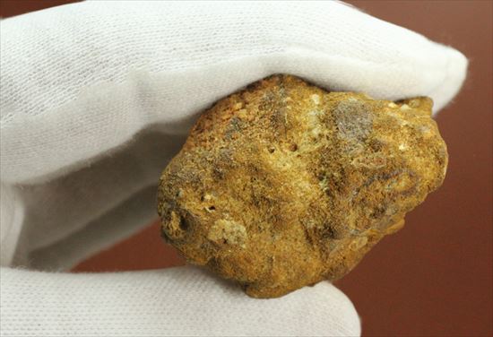 極上!大きい124mmの美しいスピノサウルス歯(高級ケース、ネームカード付)(その5)