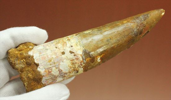 極上!大きい124mmの美しいスピノサウルス歯(高級ケース、ネームカード付)(その6)