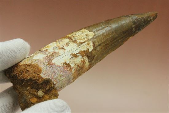 極上!大きい124mmの美しいスピノサウルス歯(高級ケース、ネームカード付)(その7)